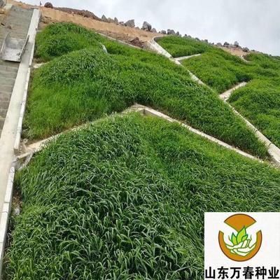 木豆草籽價格 木豆草籽批發(fā) 木豆草籽 山東萬春種業(yè) 廠家批發(fā)價格